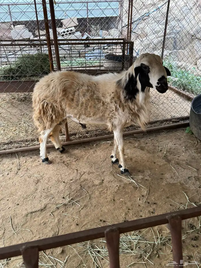 خروف فحل للبيع 1
