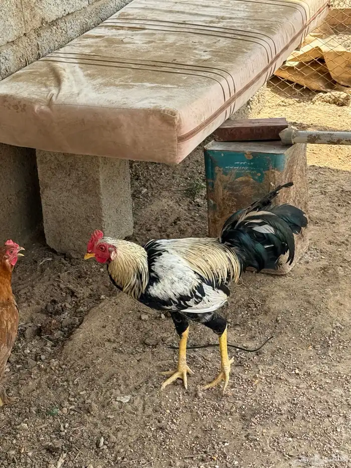 ديك وا دجاجة 3