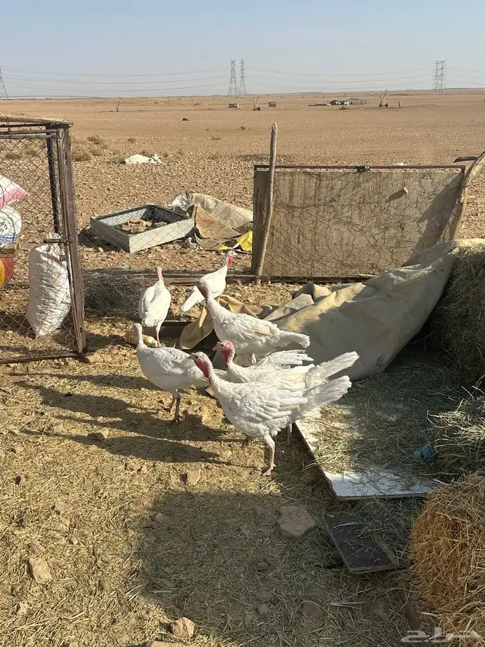 البيع رومي الدد7 بياض شرط 1