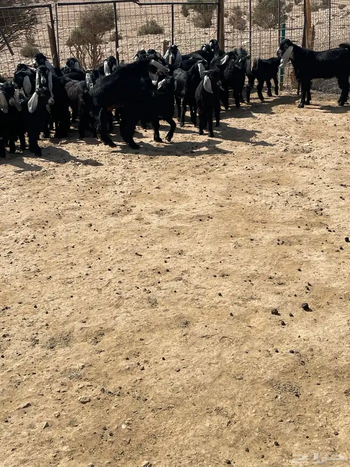تيوس 8
