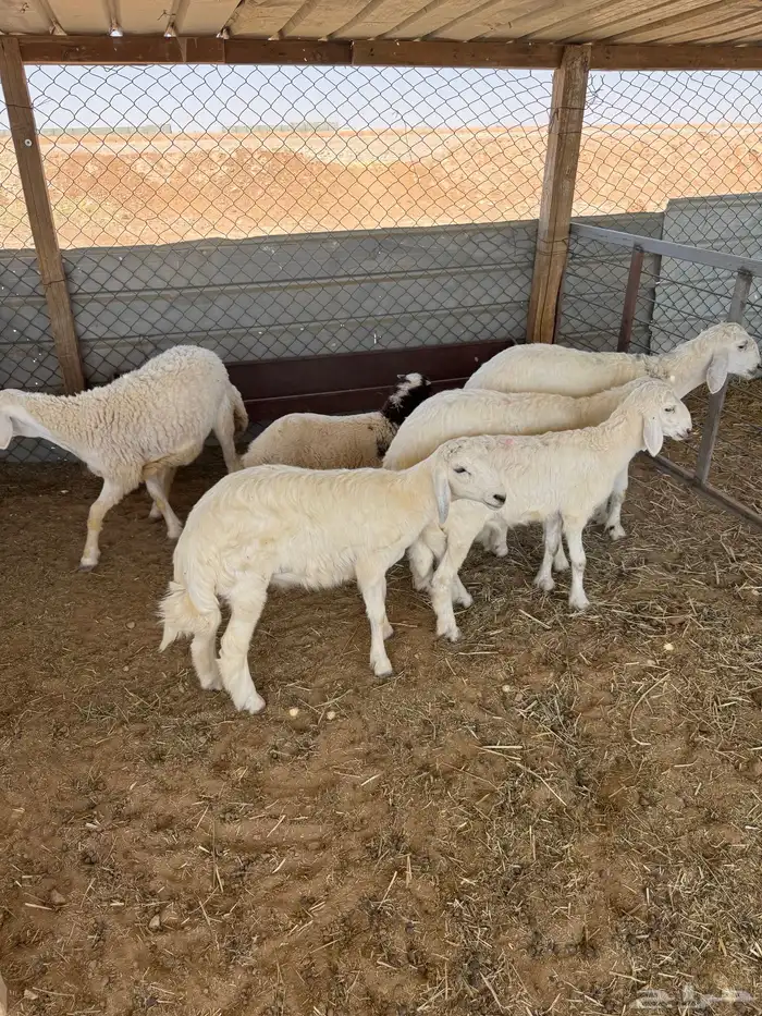 طليان حريه وتيوس 0