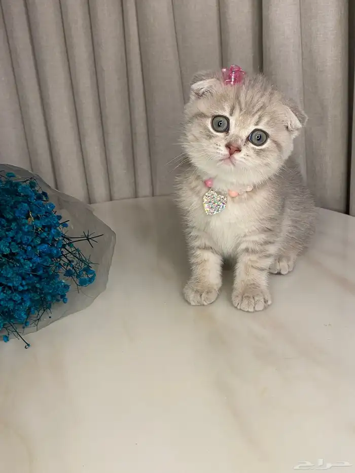 قطط للبيع سكوتش 7