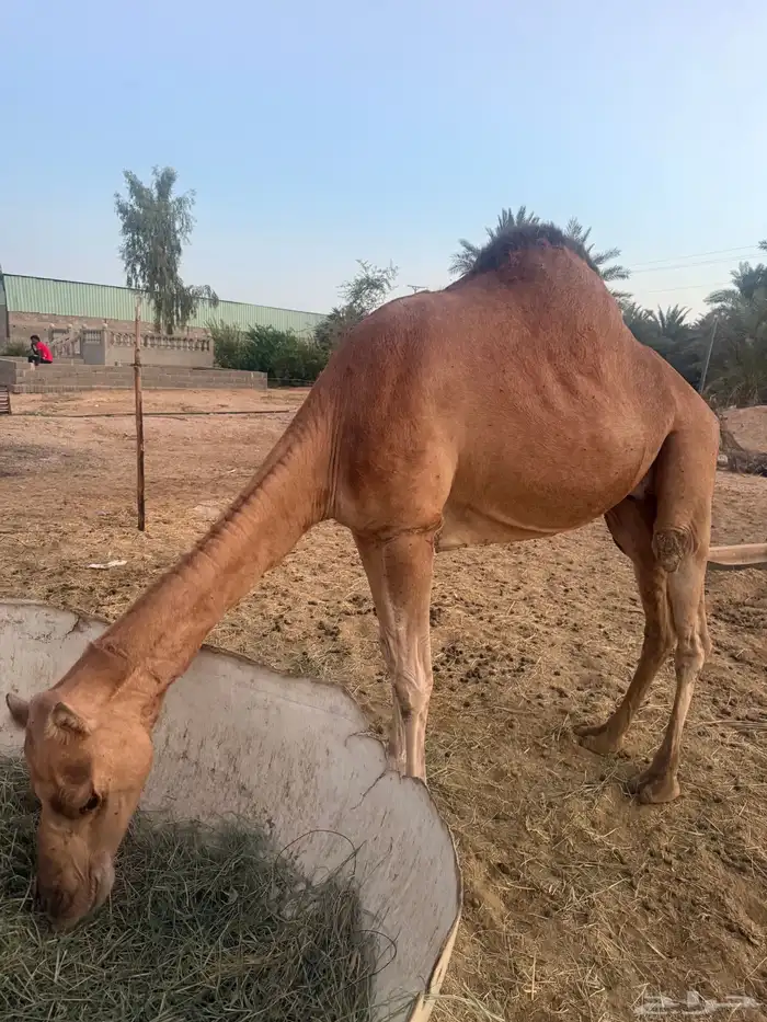 خلفه ساحليه للبيع 3