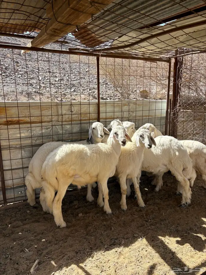 طليان 3