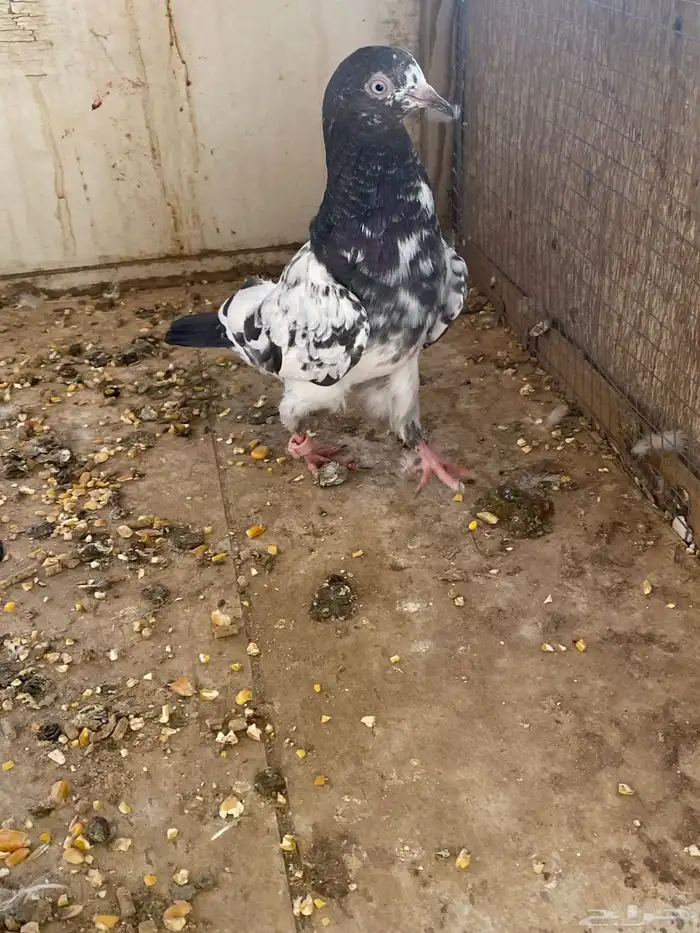 حمام ما شاء الله هندي باكستاني زاجل 8