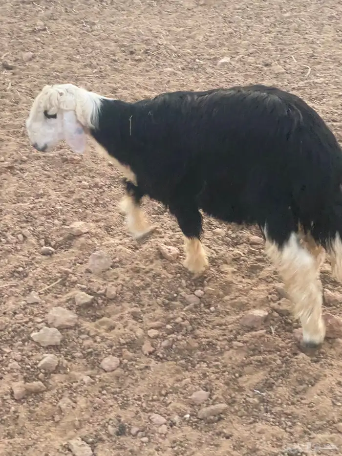 طلي نجدي 2