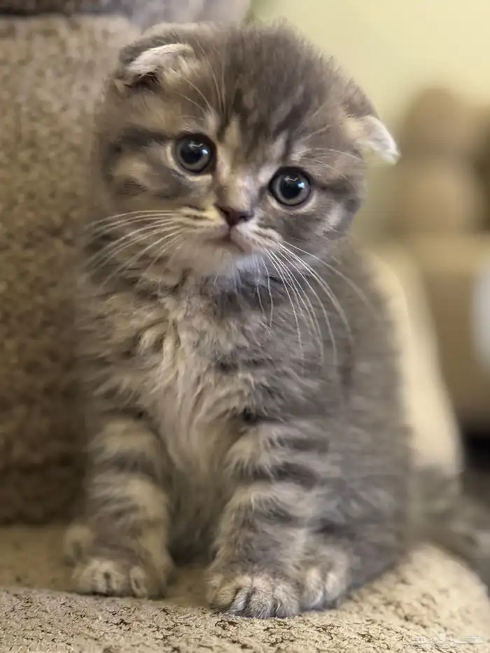 first class cats - قطط درجة أولى 2