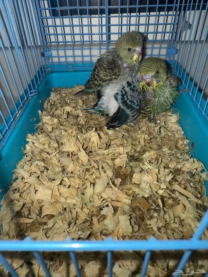للبيع فروخ بادجي طيور الحب 0