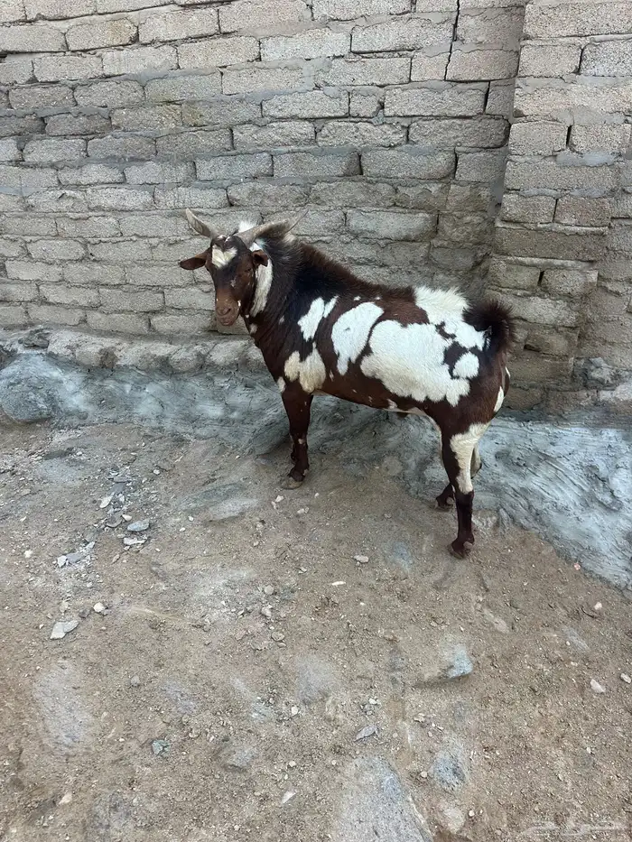 تيس 2