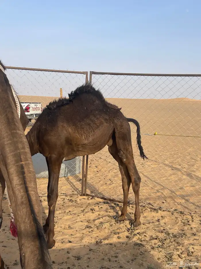 قعود 2