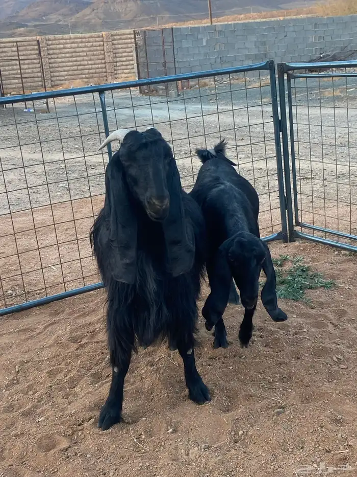 معزا مصريات تم البيع 16