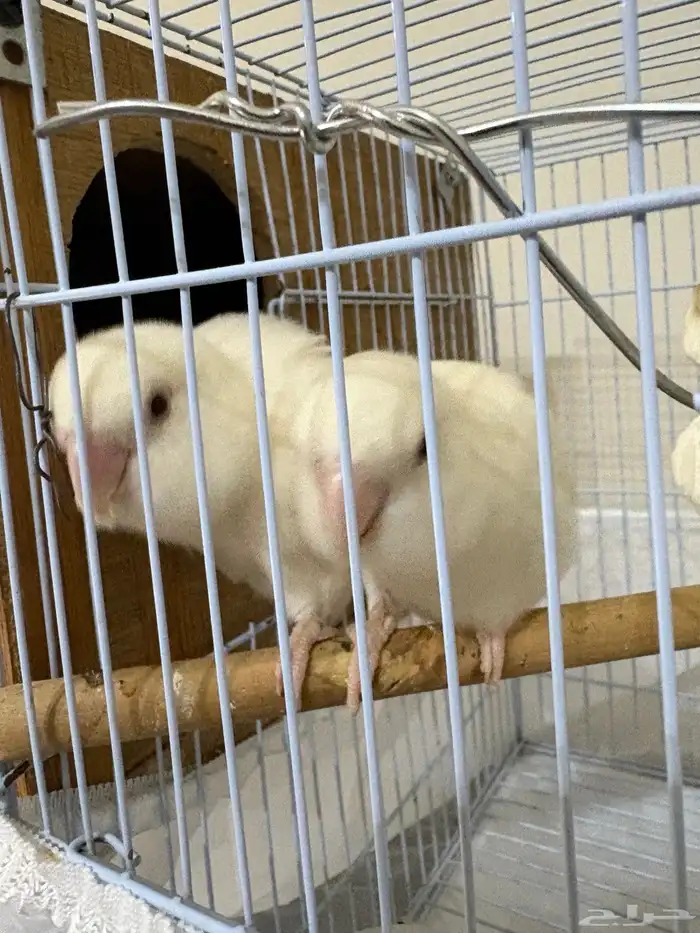 جوز روز البينو منتج تحته بيض (مكينه انتاج ماشاءالله) 3