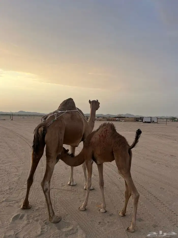 خلفه منيحه 6