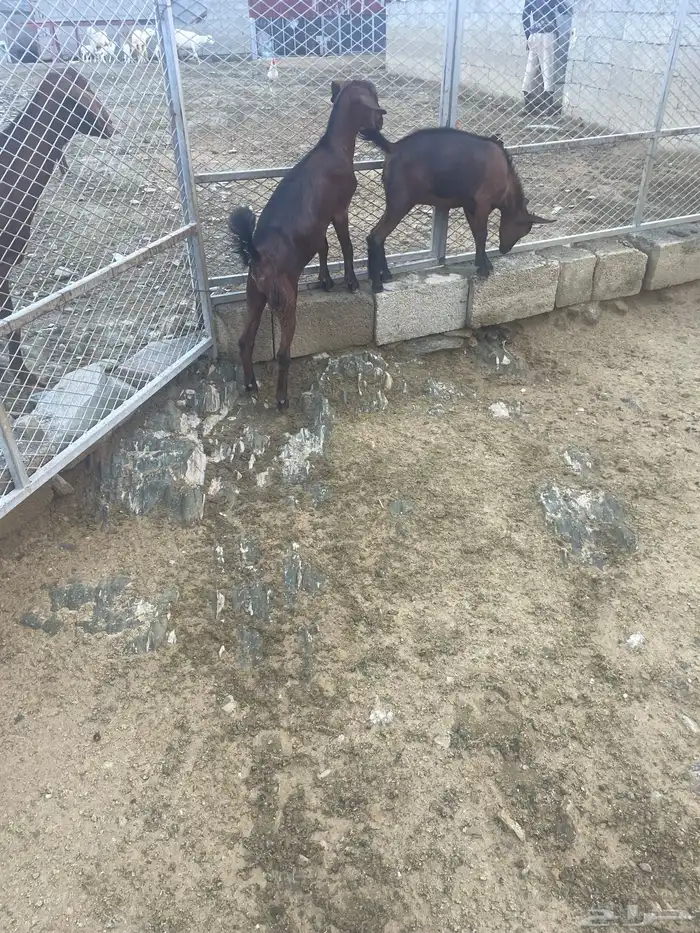 العرضيه الجنوبيه 3