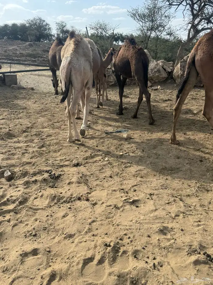 حشوان للبيع 5