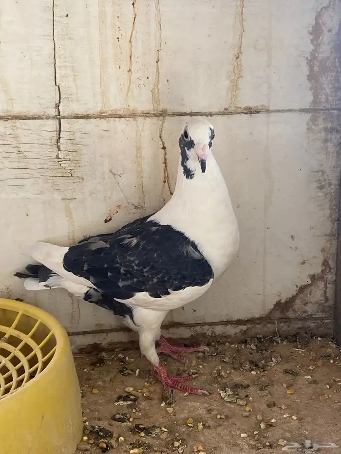 حمام ما شاء الله هندي باكستاني زاجل 11