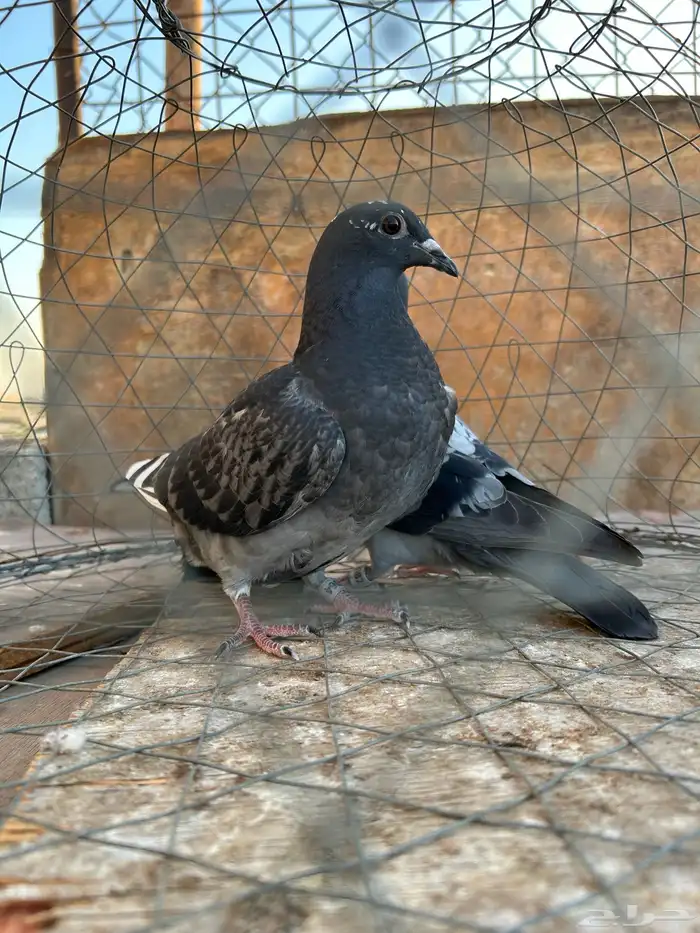 طبه زاجل سباق 1
