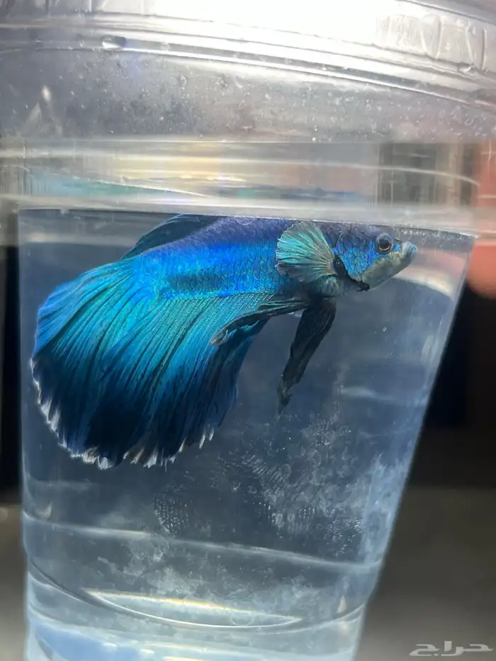 سمك زينة فايتر 1