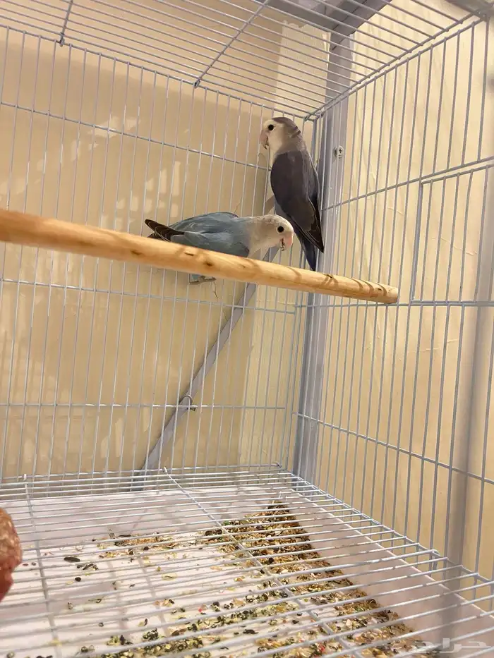 أزواج روز تم البيع 1