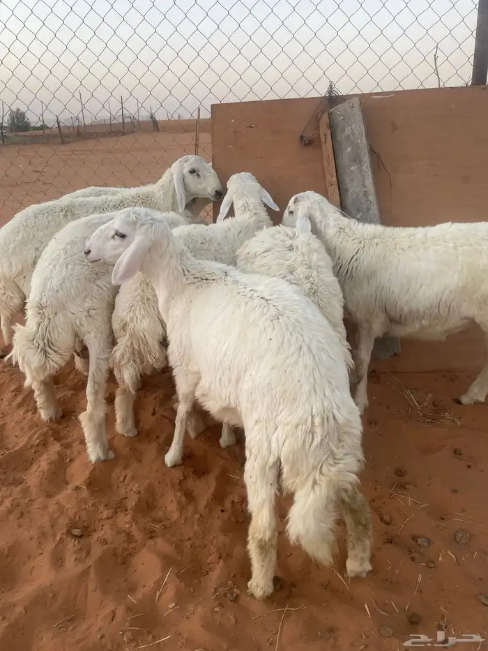 حريات طيبه جدا 0