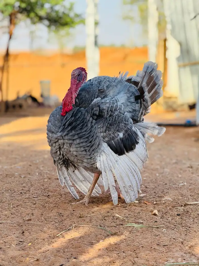 دجاج بياض 35