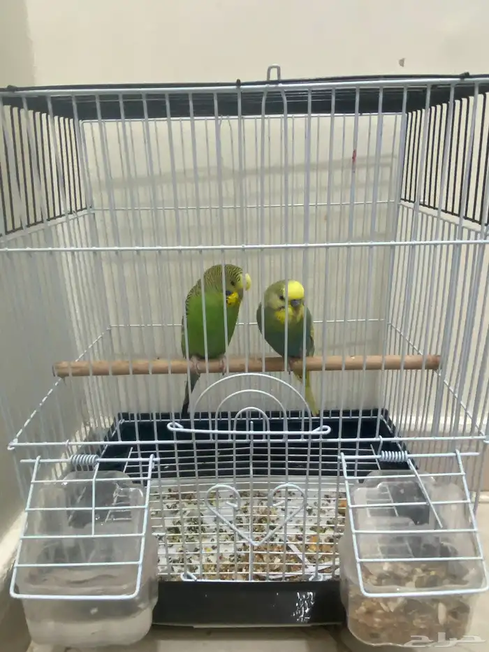 زوج بادجي استرالي صحه شرط السعر 95 العرض لفترة محدودة 0