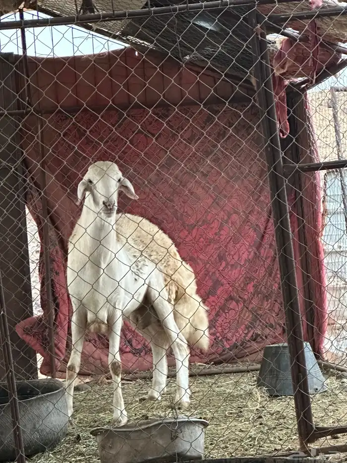 خروف جرم 2
