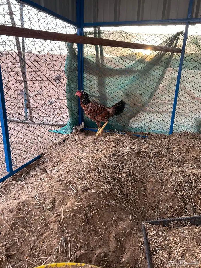 دجاجة سندي 1