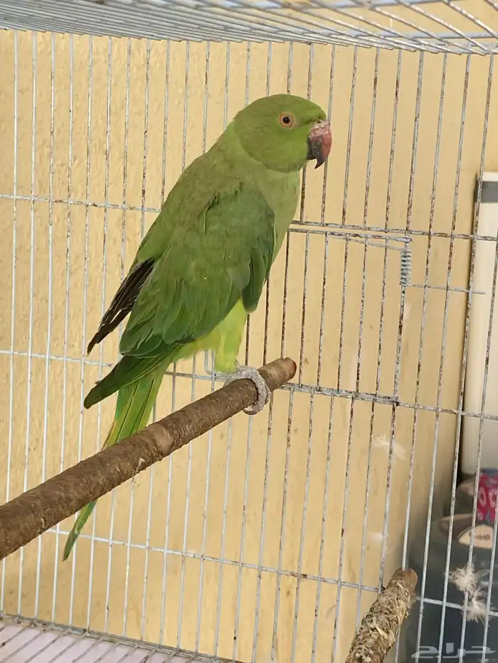 بغبغاء 2