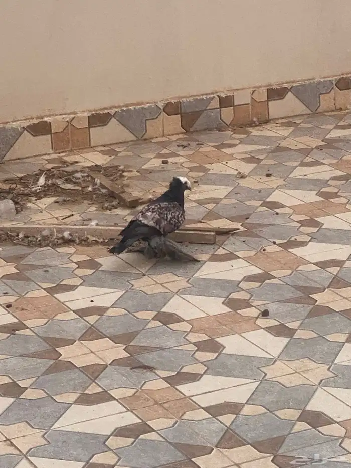 حمام للبيع مستعجل 5