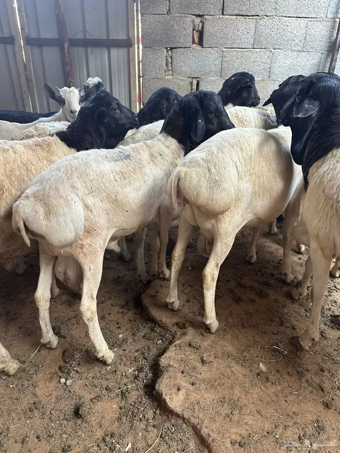 برابر مرابي طب وتخير السن جذع 9