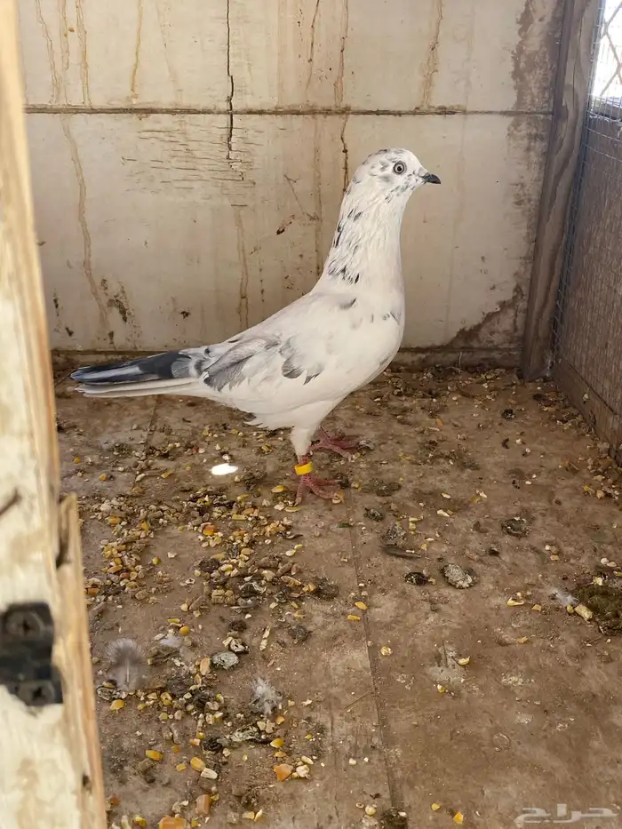 حمام ما شاء الله هندي باكستاني زاجل 0
