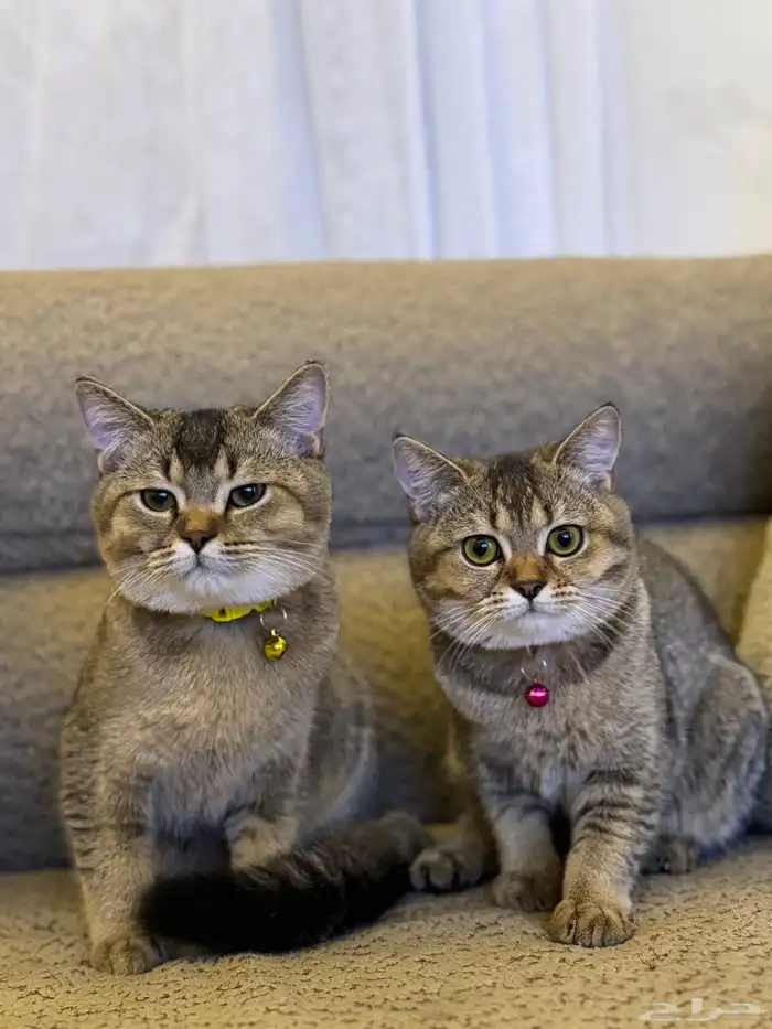 first class cats - قطط درجة أولى 8