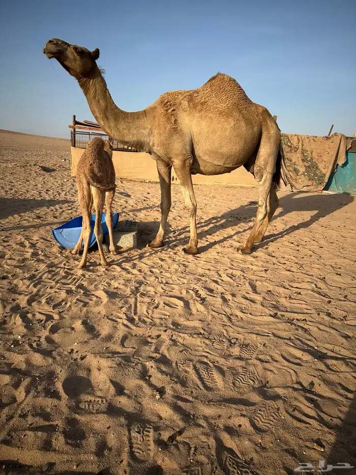 ناقه شماليه خلفيه 5