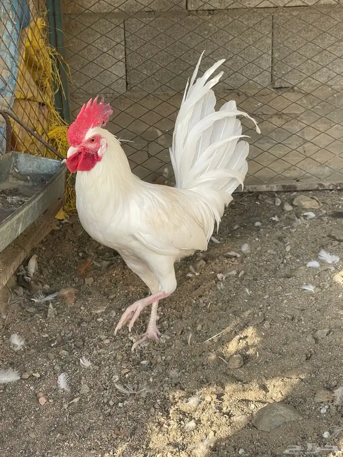 طقم دجاج بلدي 0