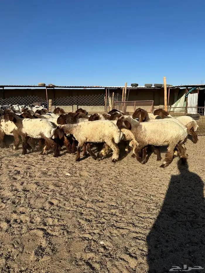 جذعات أنعيم صنف( تم البييع ) 14