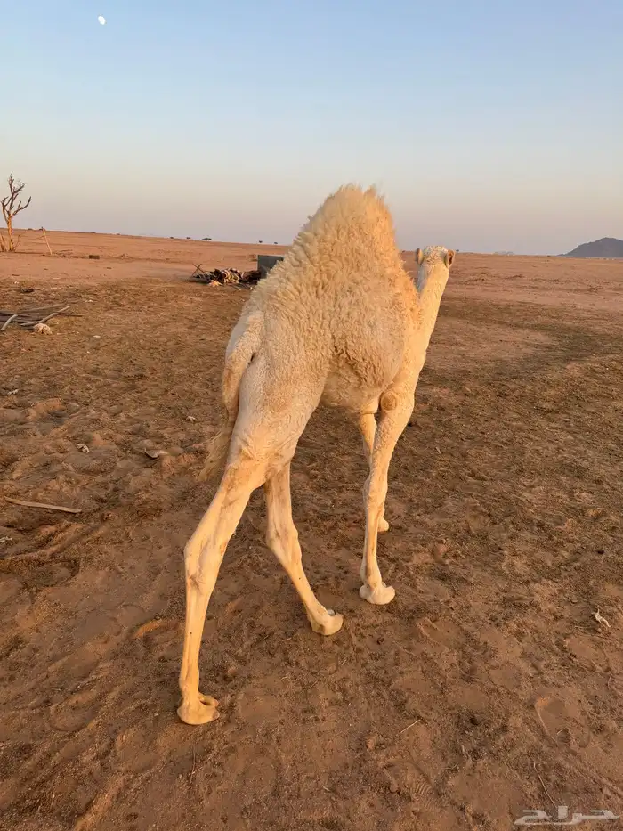 قعود 1