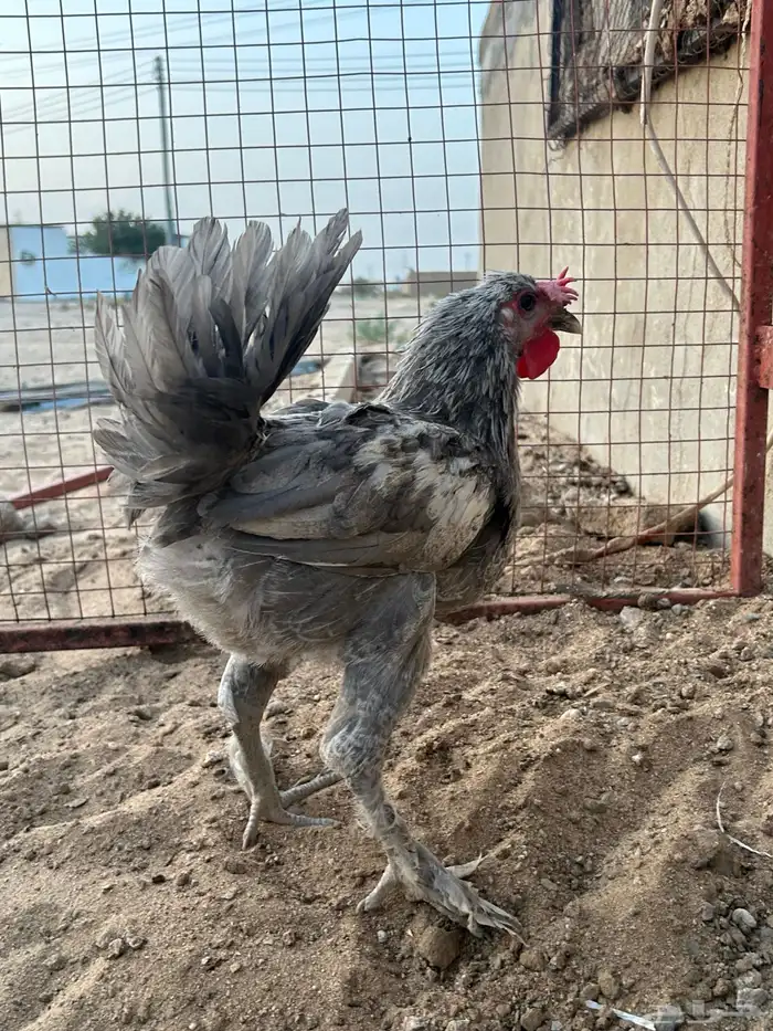 ديك براهما 0