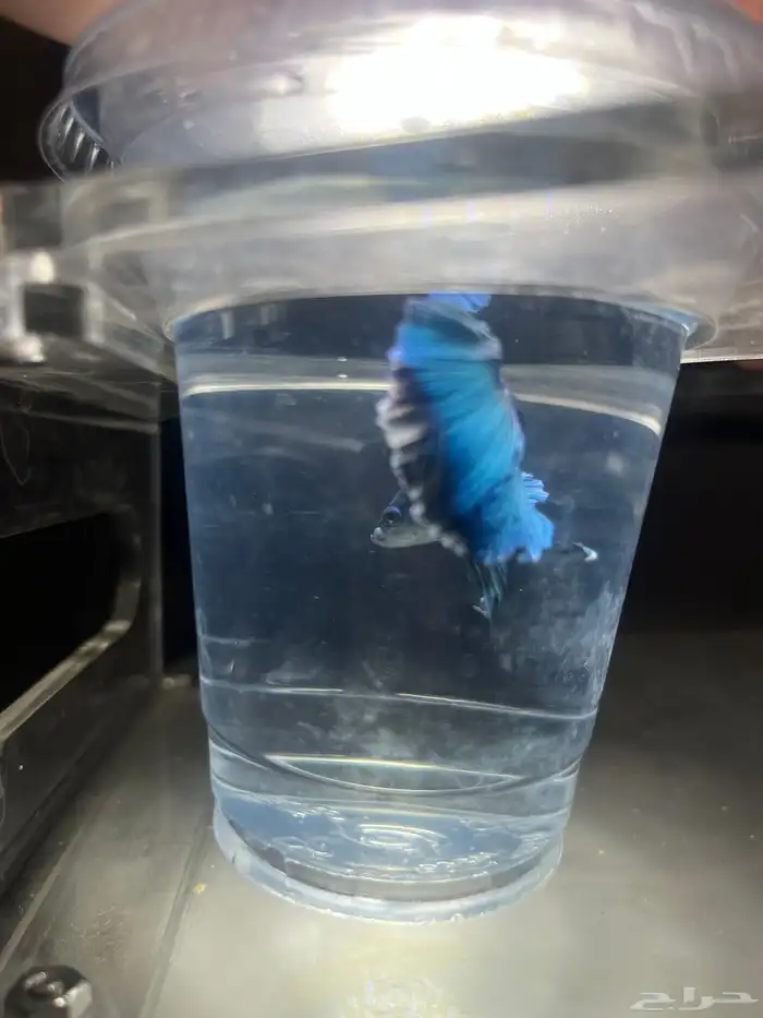 سمك زينة فايتر 8