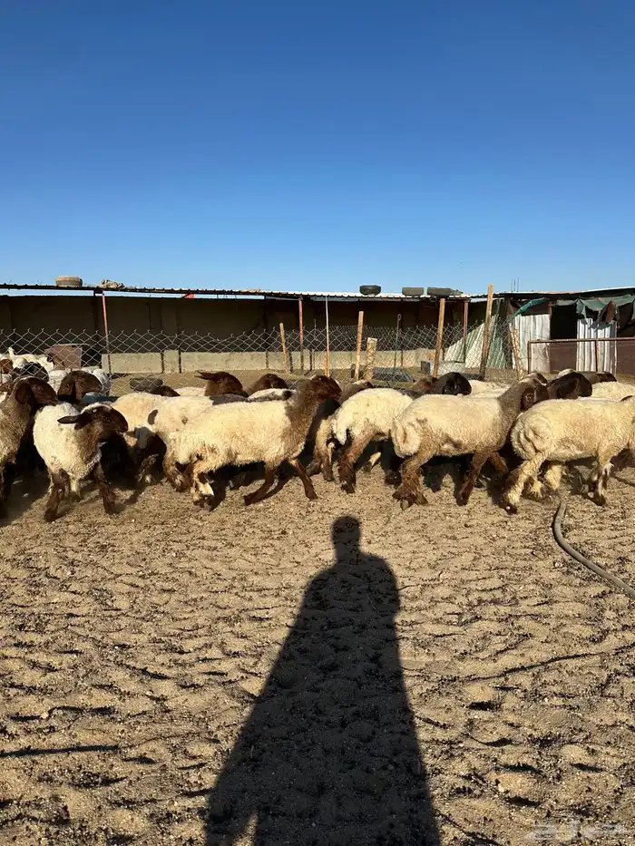 جذعات أنعيم صنف( تم البييع ) 6