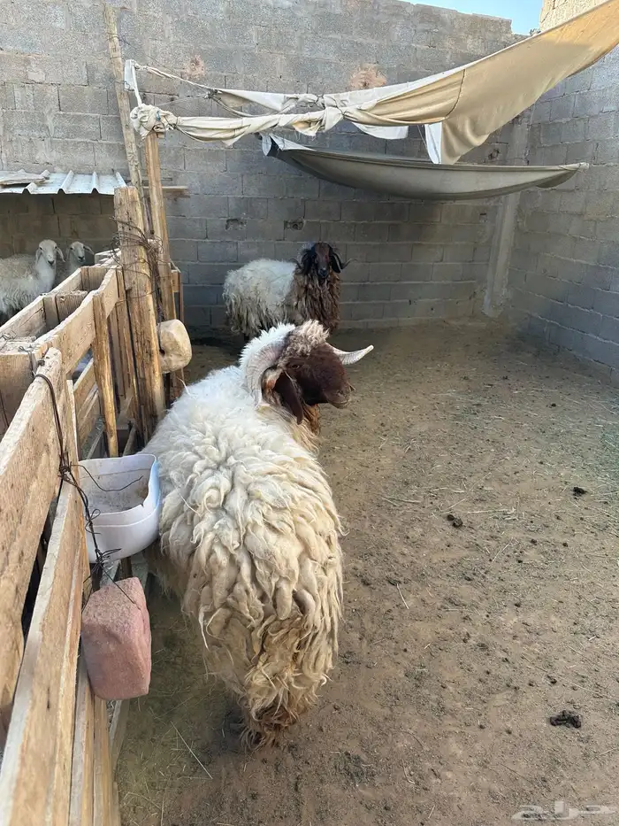 طليين نعيم العمر ( ثنيان) 2