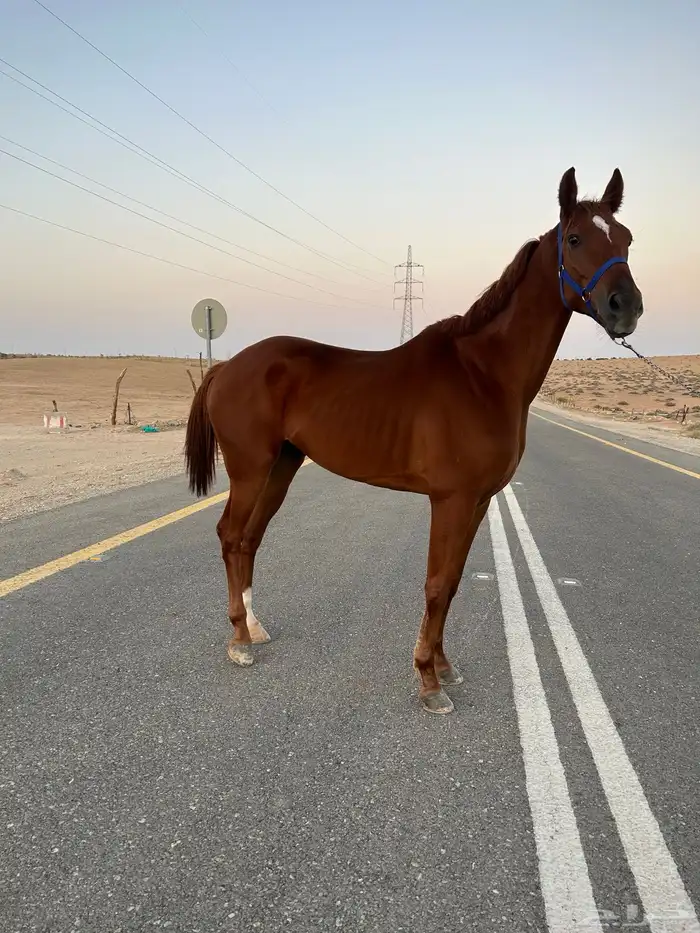 حصان عربي واهو 2