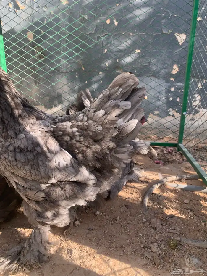 بشاير دجاج براهما 3