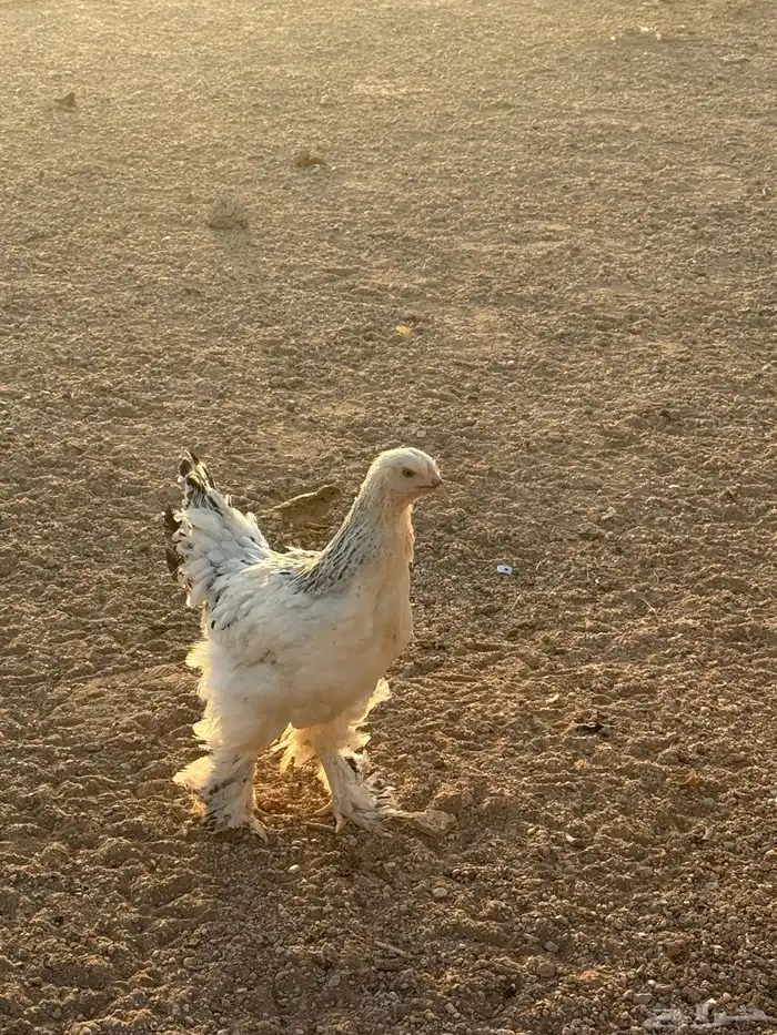 الرس 1