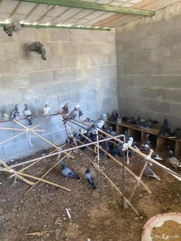 حمام 2