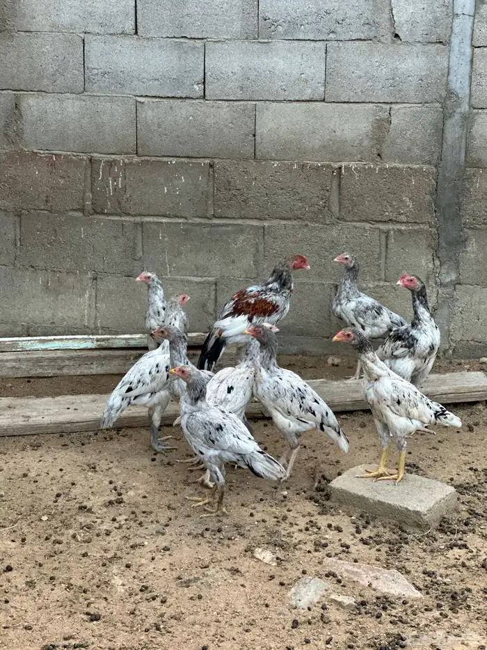 دجاج باكستاني صنف 6