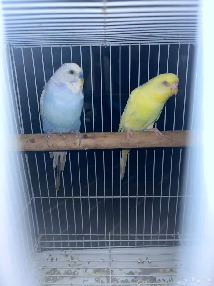 طيور باجي ذكر وانثى صحه ممتازه 2