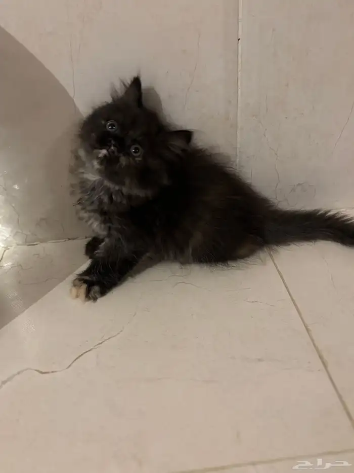 قطط شيرازي للبيع 5