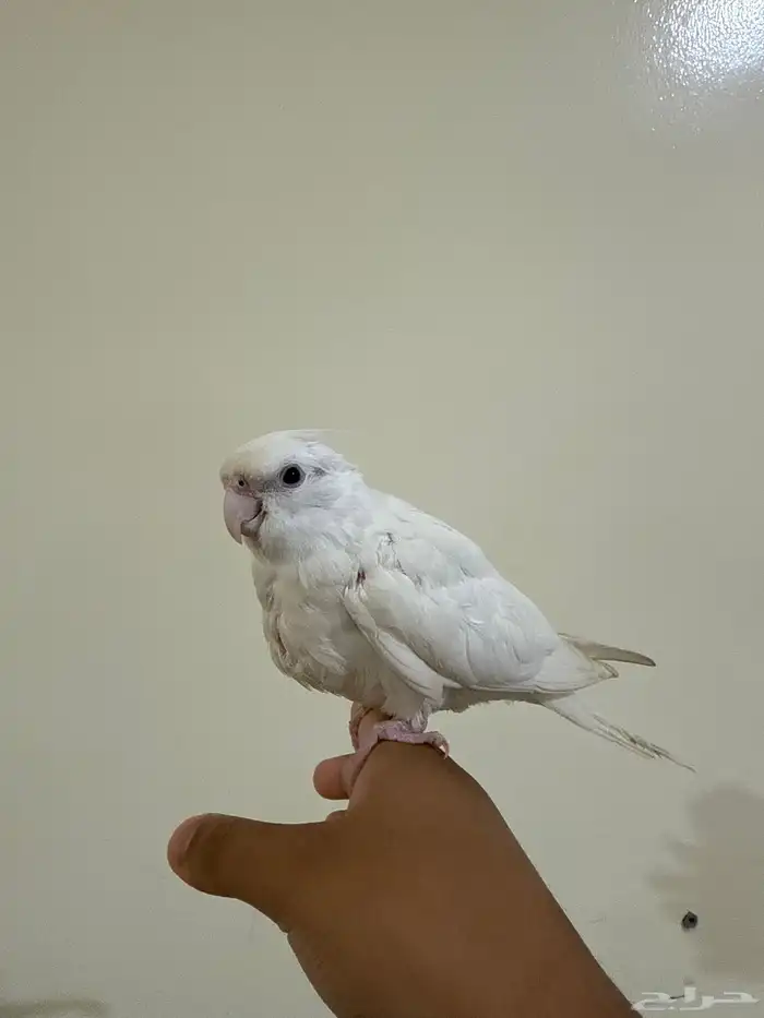 كروان البينو اليف (تم البيع خارج حراج الله يبارك له ) 0