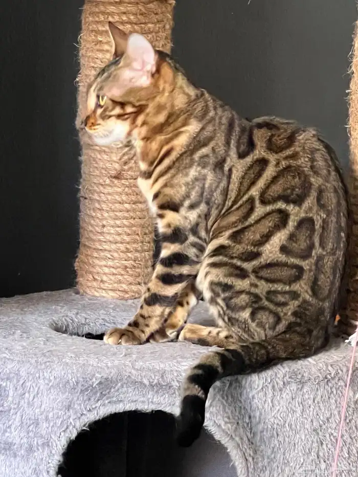 Bengal kitten for sale 0